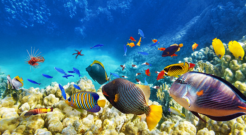 Great Barrier Reef