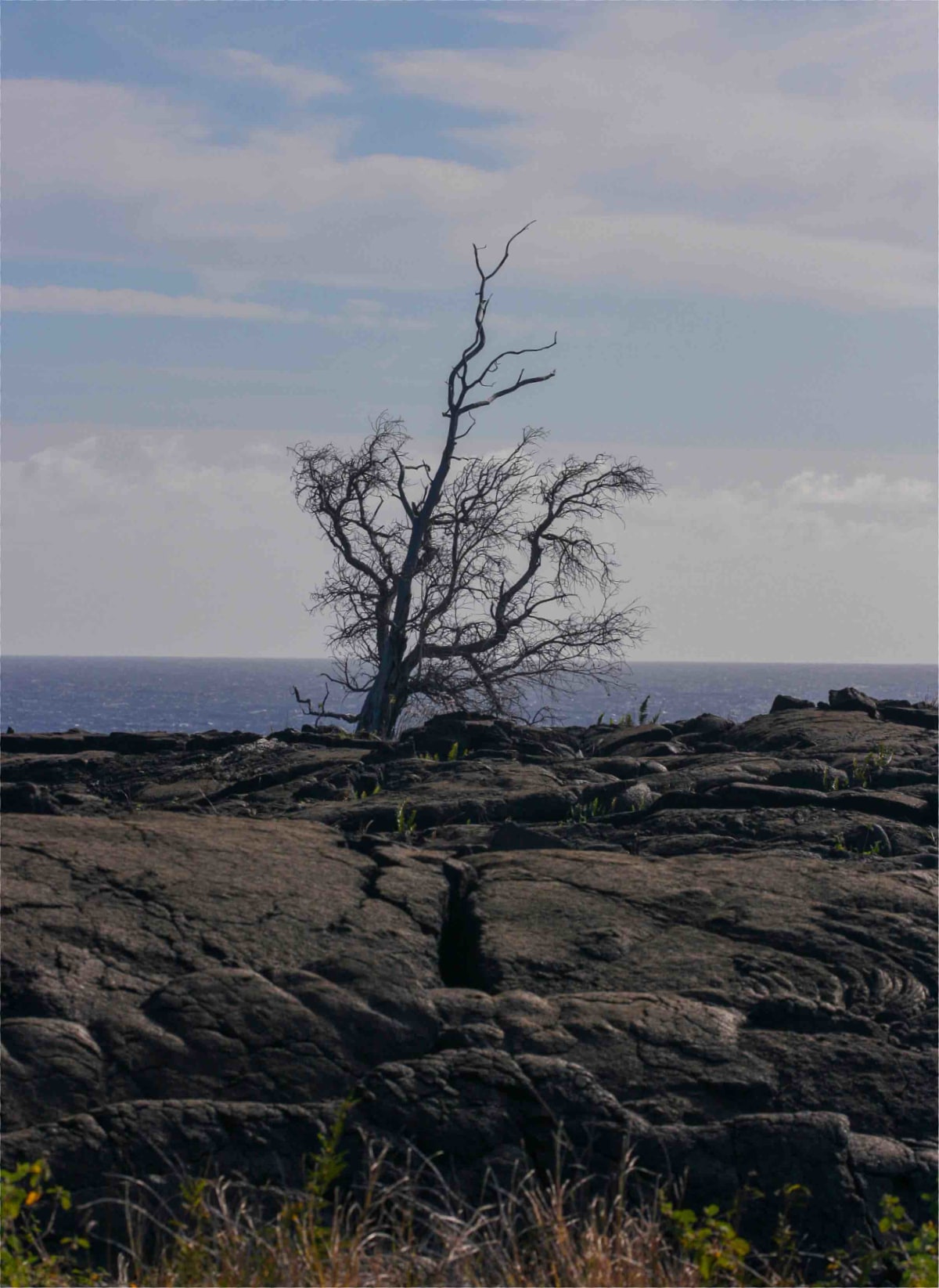 Burned Tree