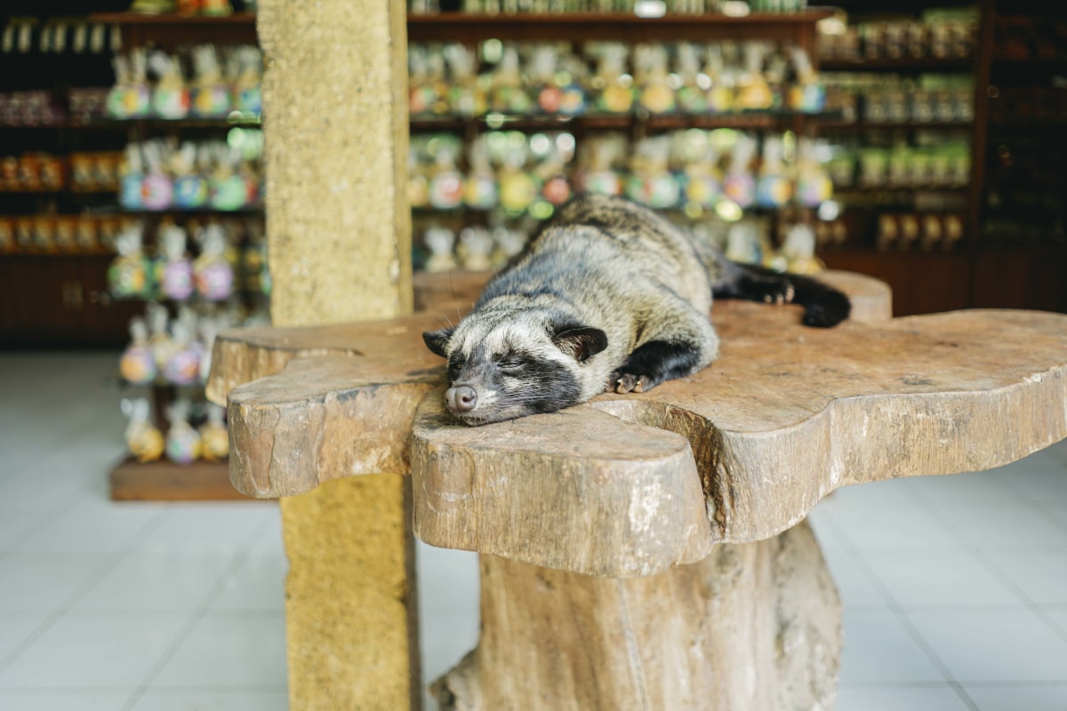 This little guy makes the most expensive coffee in the world.