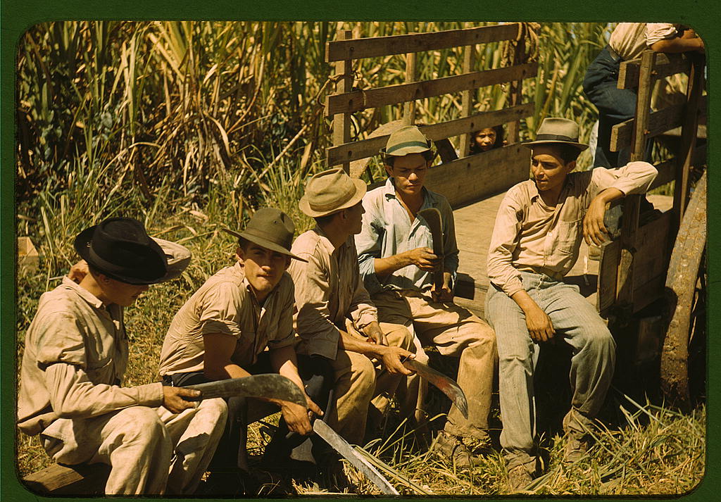 Sugar Cane Plantation Early 1900