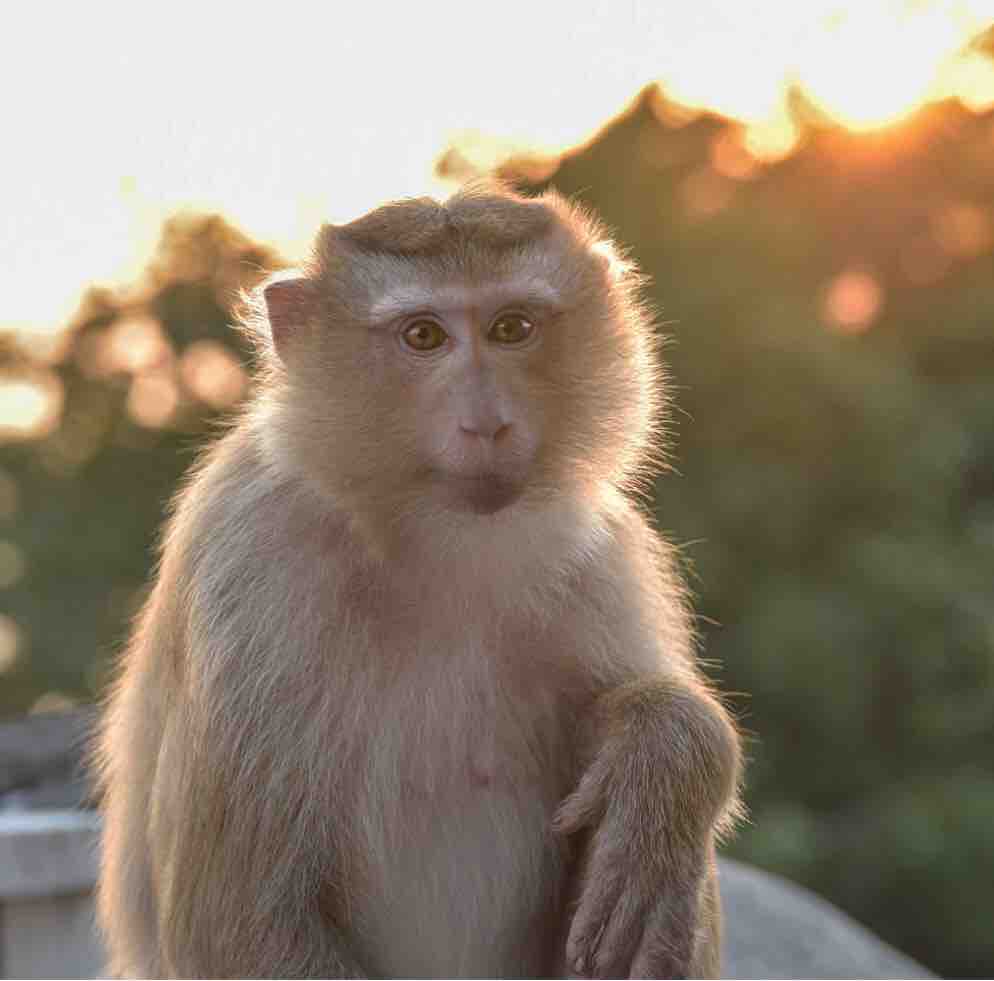 A Monkey Looking to Score an Easy Breakfast