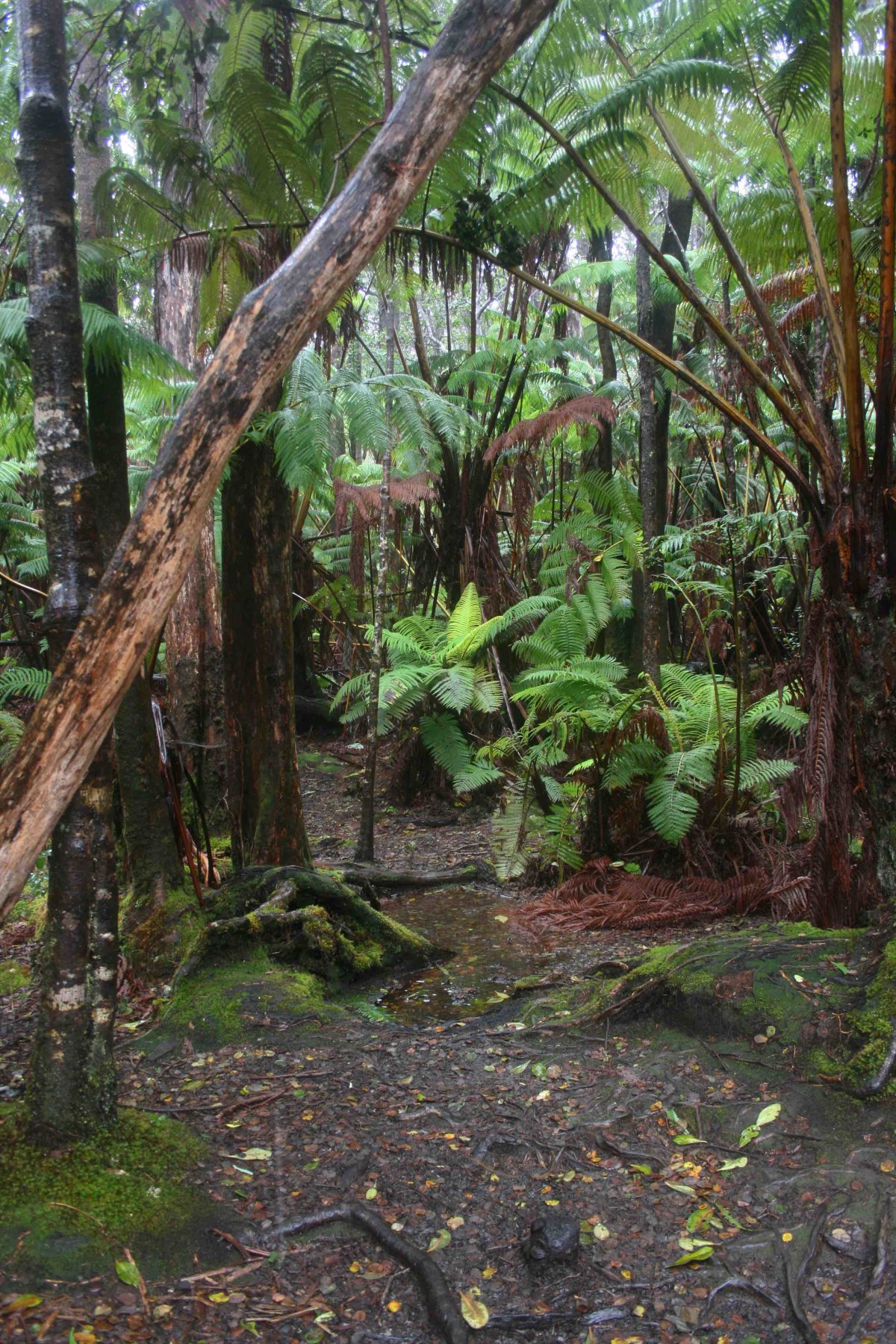 Tropical Forest