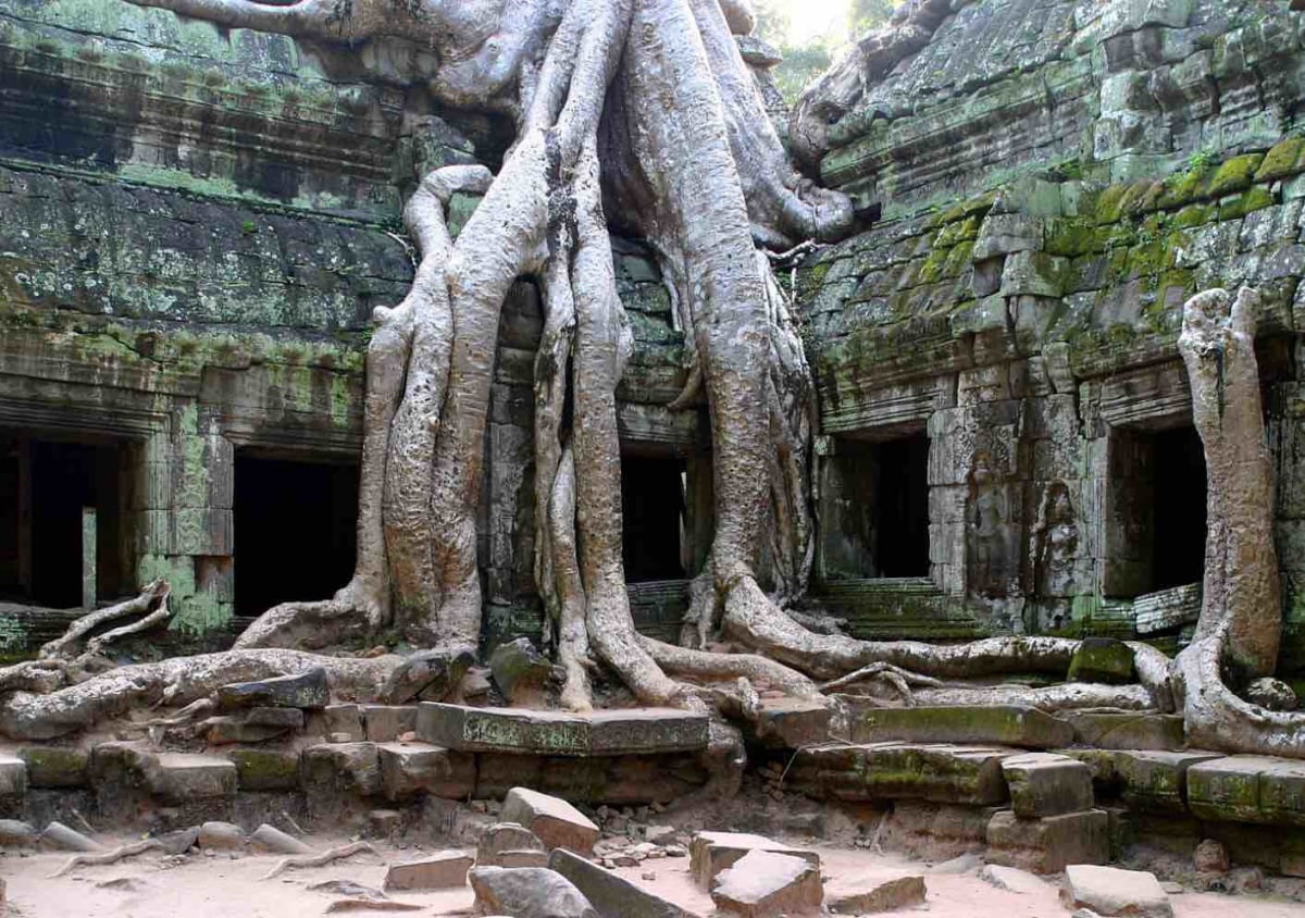 Tree growing thru the temple