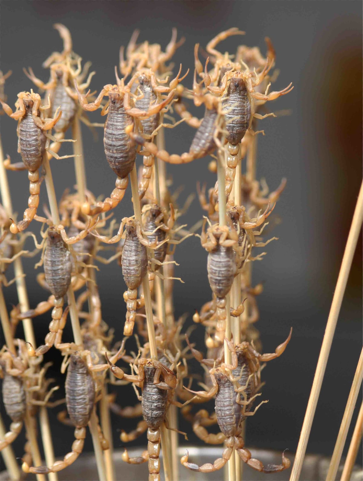 Scorpions on a stick, I think i’ll pass on that one