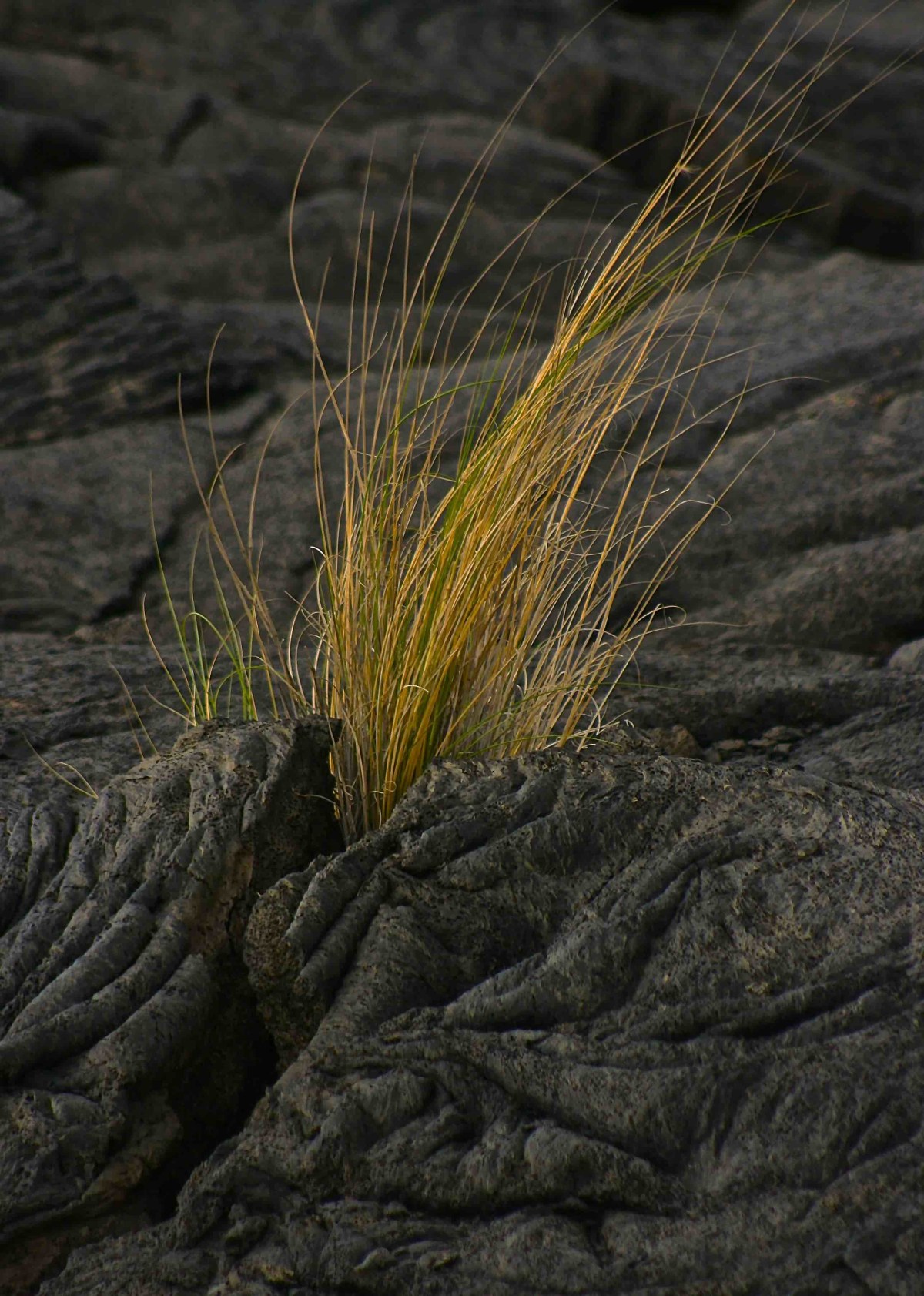 Grass Peaking Thru