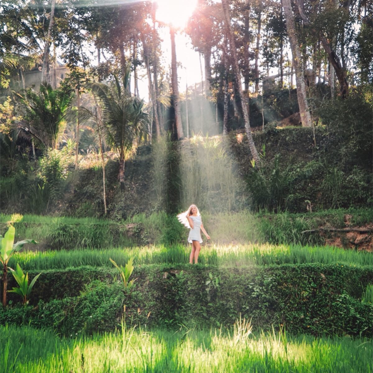 tegalalang rice fields
