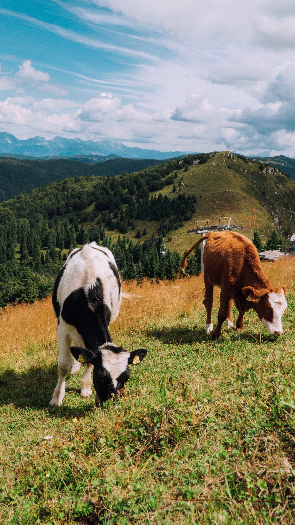 Meeting friendly cows along the way too
