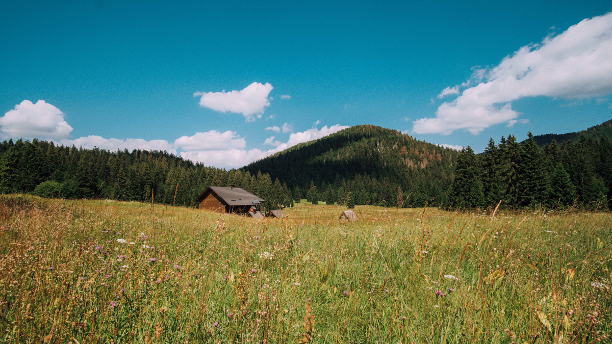 Sun-bathed meadow in Risnjak National Park