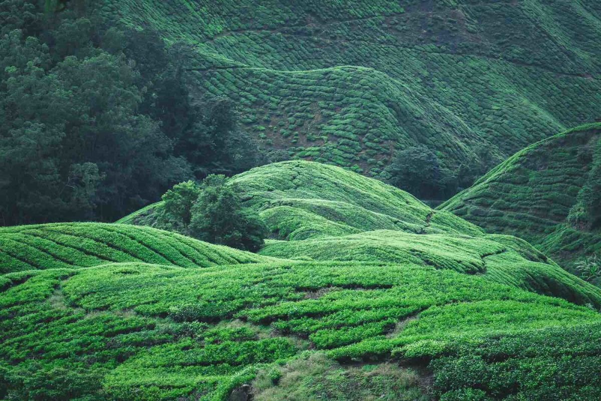 A Day Inside a Tea Plantation Story Hero Traveler