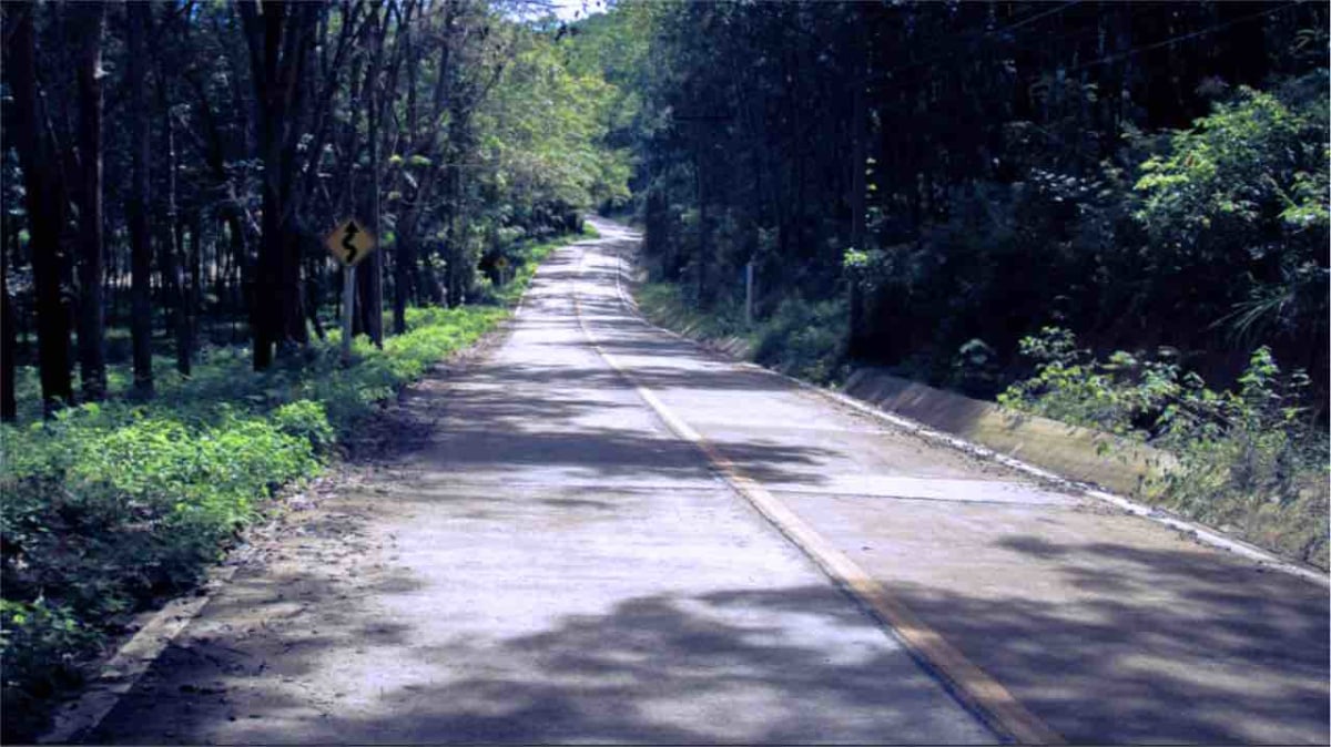 Road Lined with Rubber Trees