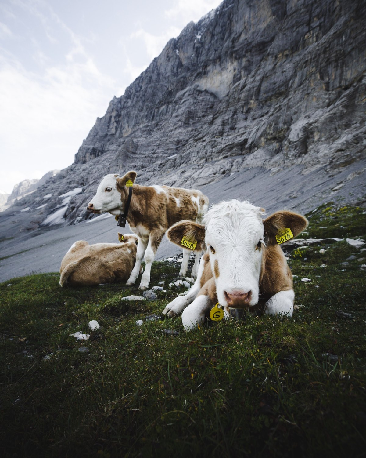 Cows along the trekking