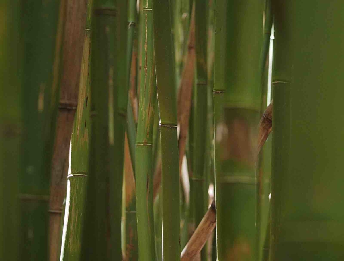 Bamboo