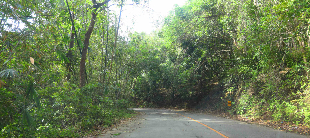 Road Leading to Big Buddha