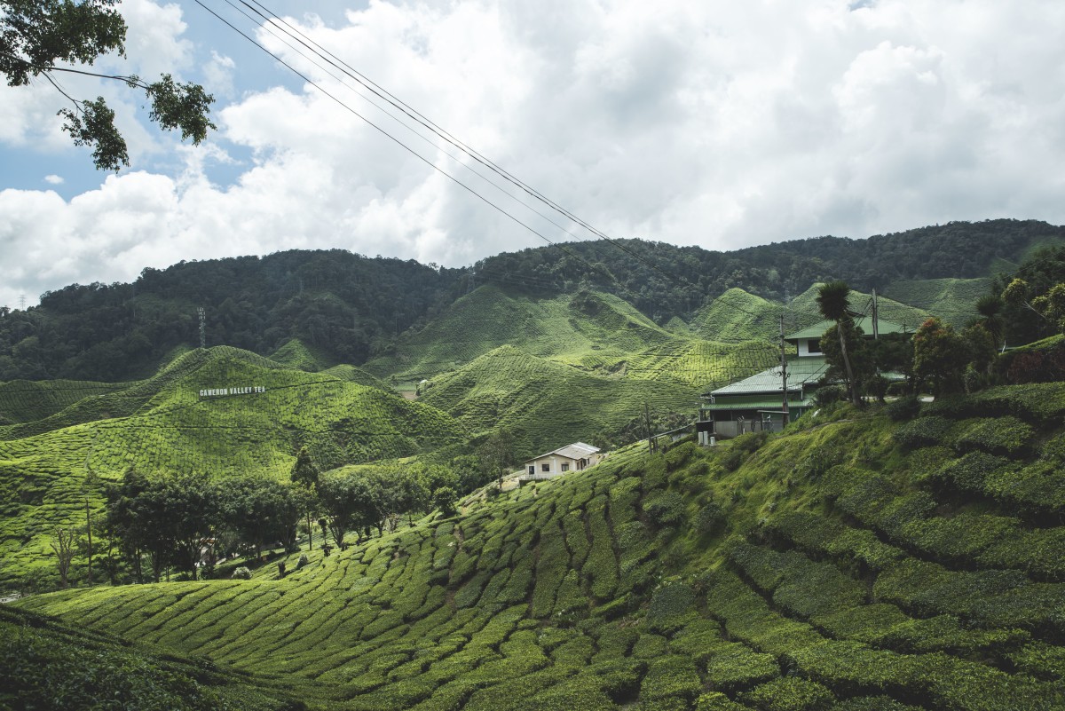 Tea Plantation
