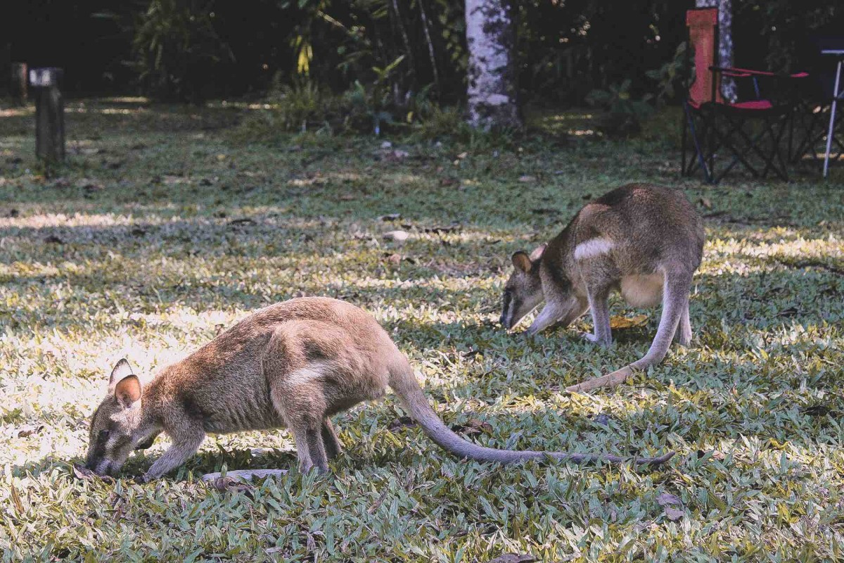 Cape Tribulation wildlife