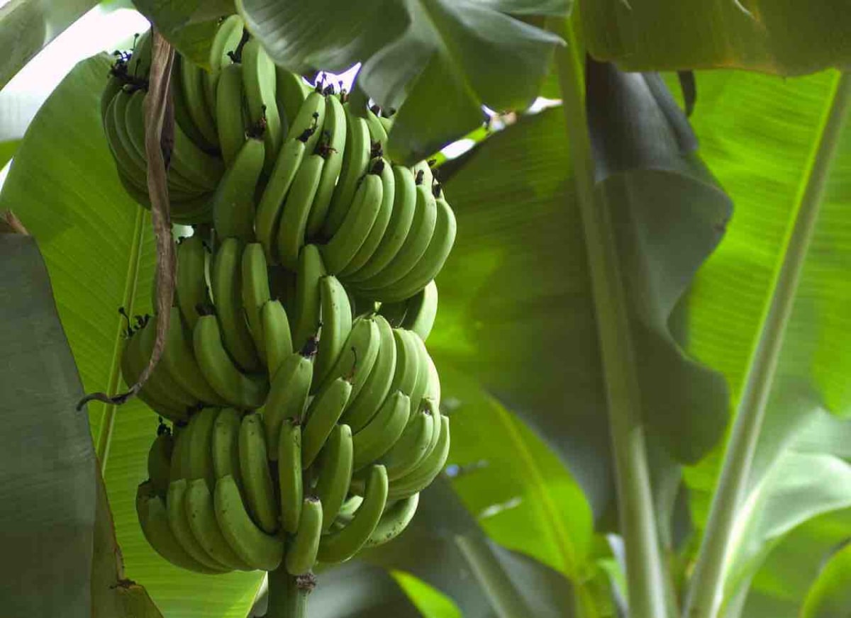 Bunch of Bananas