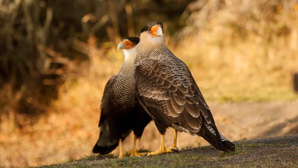 Aves del parque