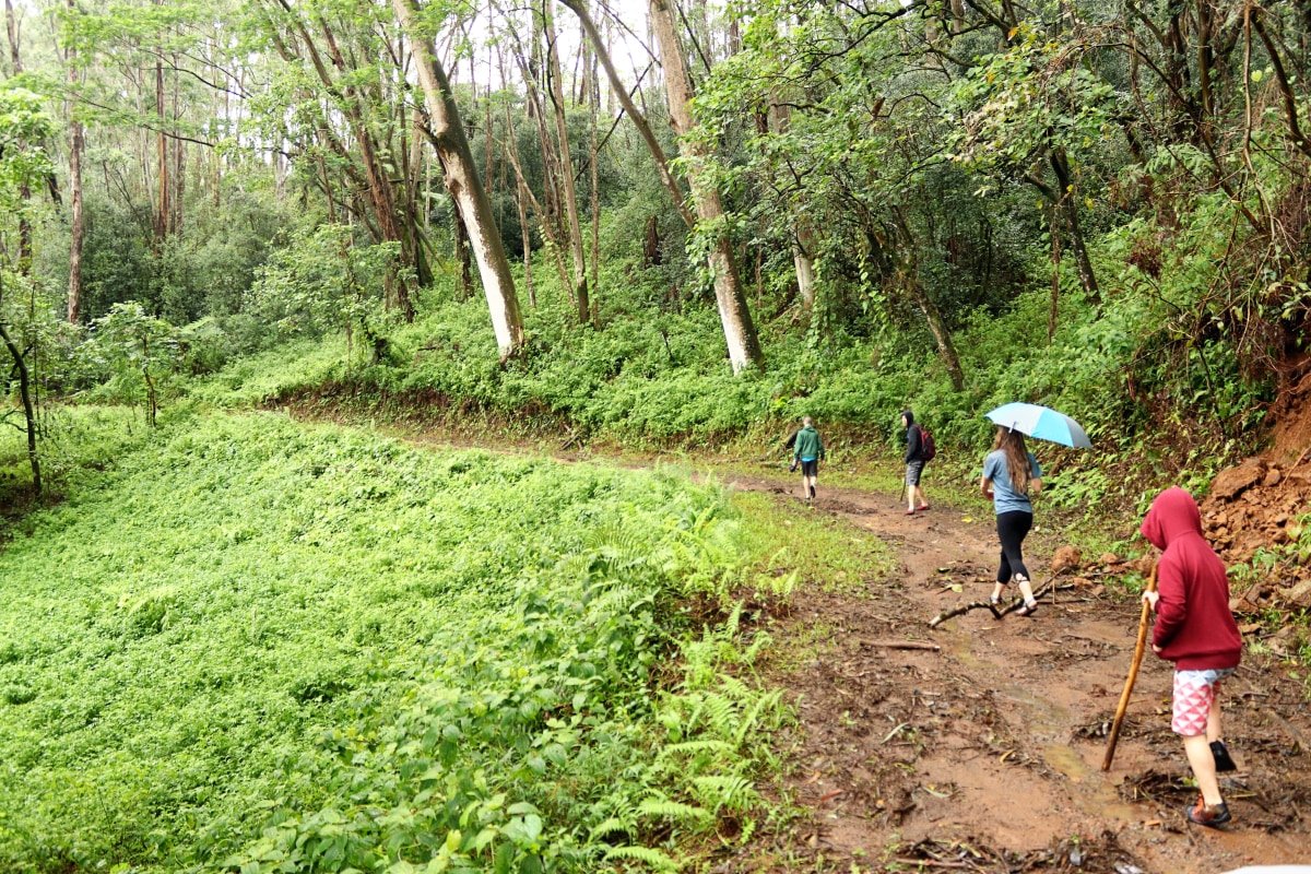 Hiking Kauai s Kuilau Ridge Trail Story Hero Traveler hiking-kauai-s-kuilau-ridge-trail-story-hero-traveler
