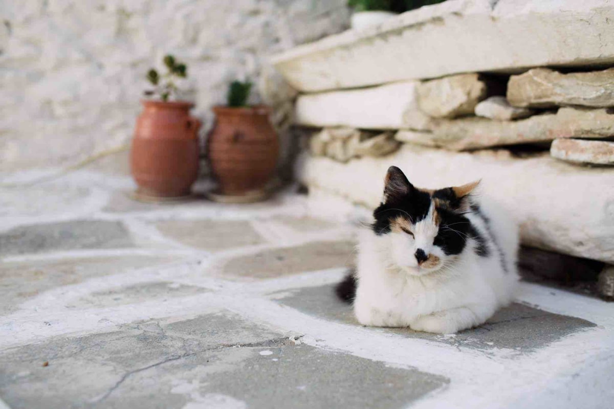 Lefkes