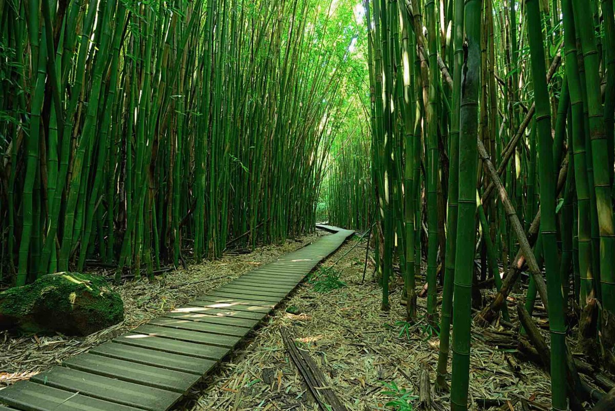 Pipiwai Trail