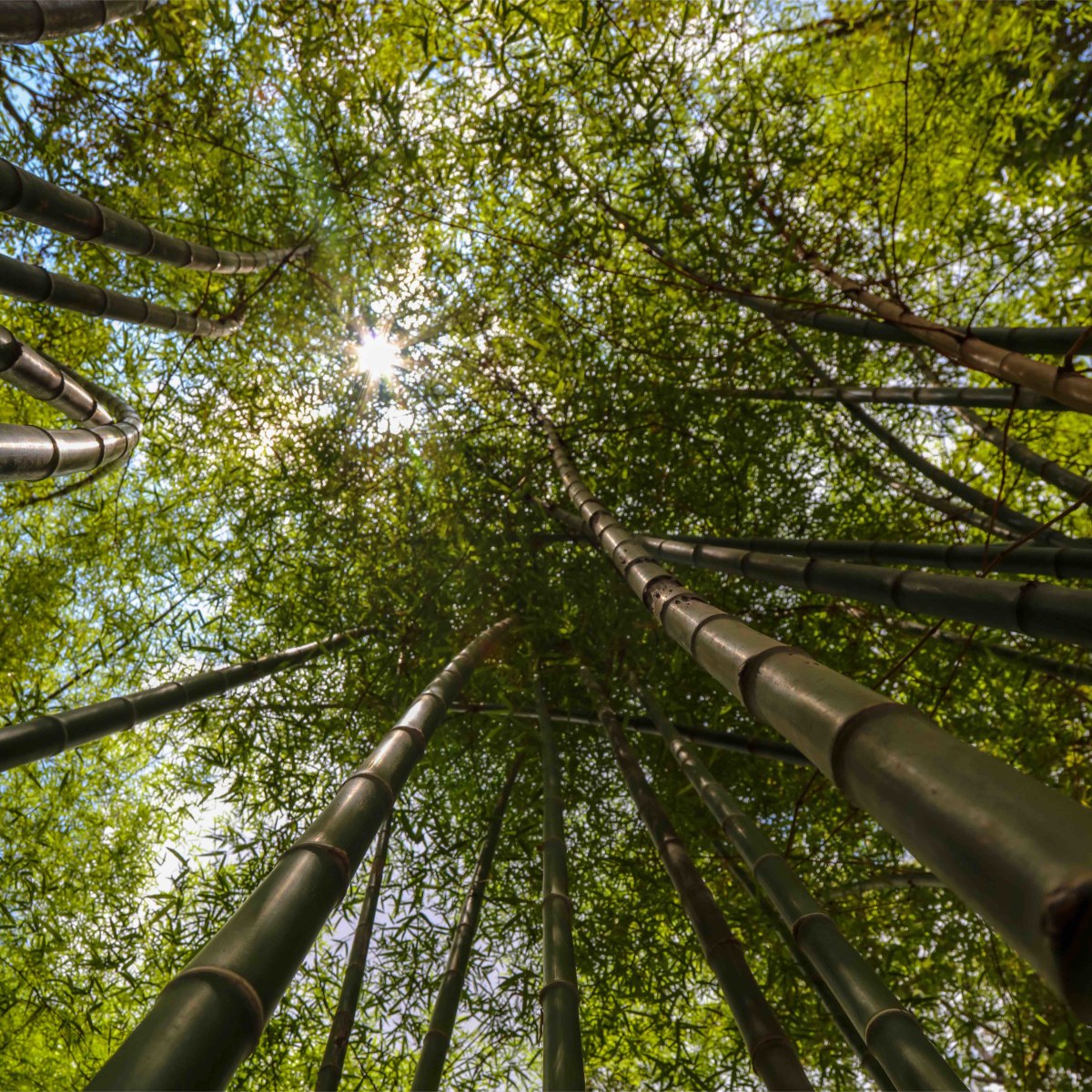 Bamboo Trying to Touch the Sun