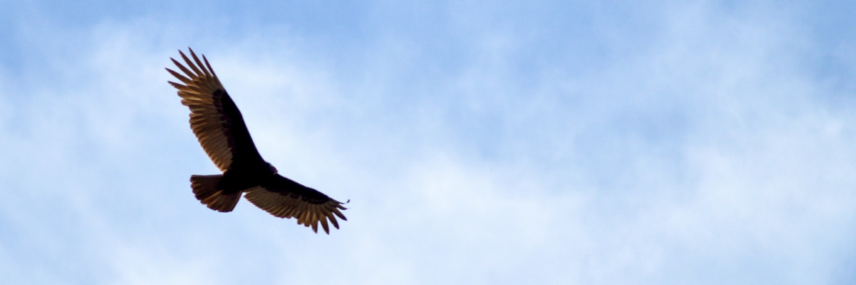 The majestic condor of the Andes