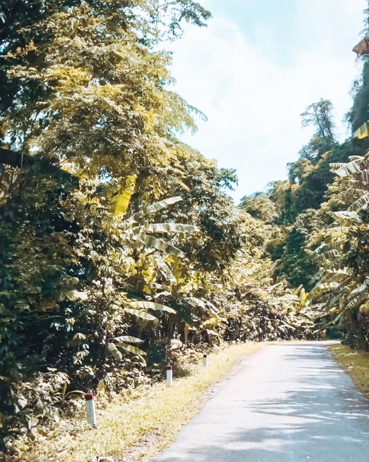 Dense jungle