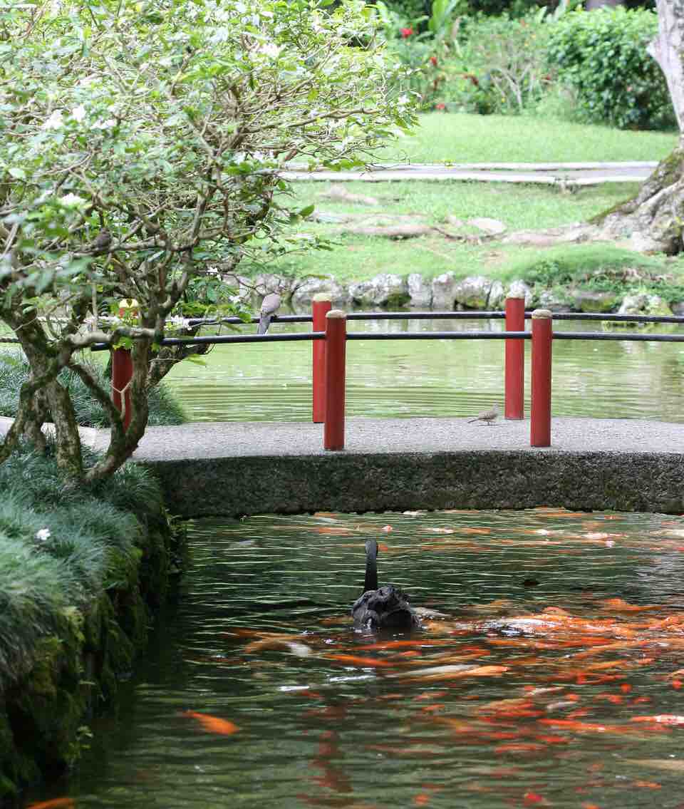 One of Many Ponds Filled with Koi