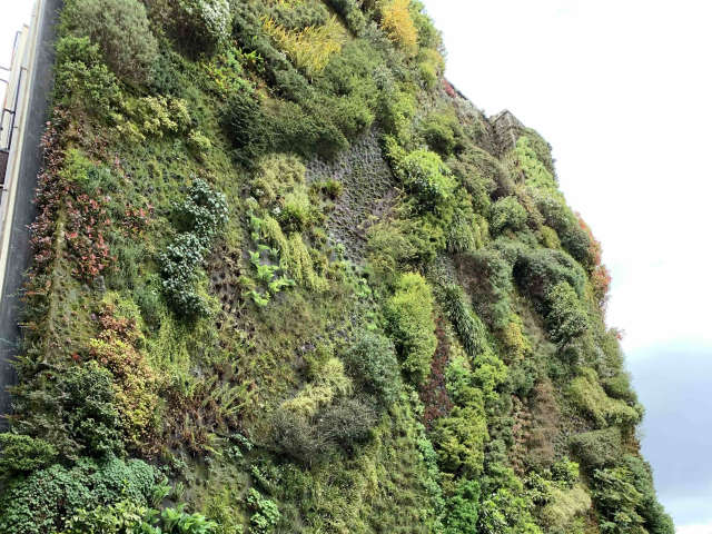 Vertical Garden!