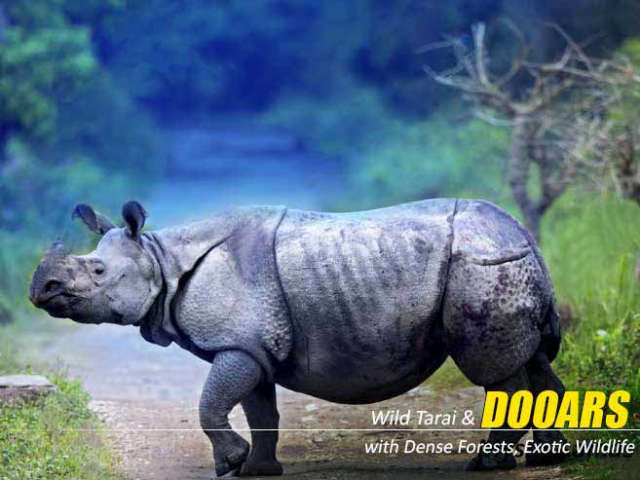 Unveil Nature’s Majesty with a Dooars Package Tour with Jaldapara Elephant Safari