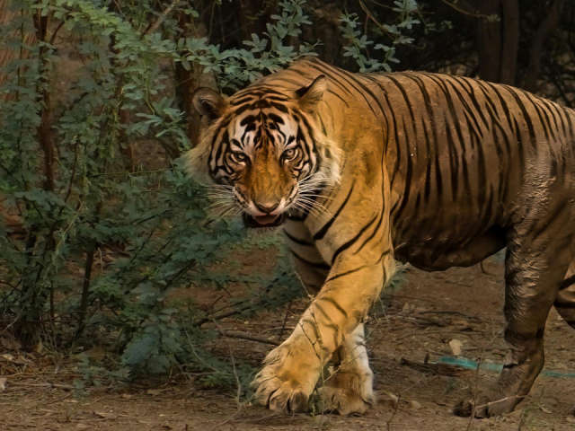 Sariska Safari: Morning vs Evening – Which is Better? (A Real Story)