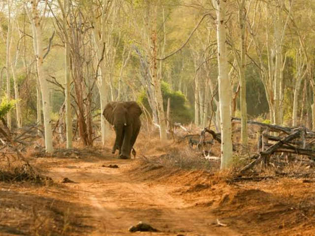 How Much Do East Africa Tours and Safaris Cost in 2026?