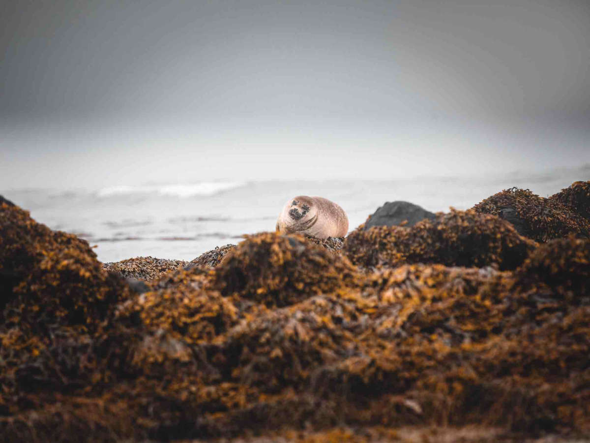 Exploring Ytri Tunga Beach Iceland