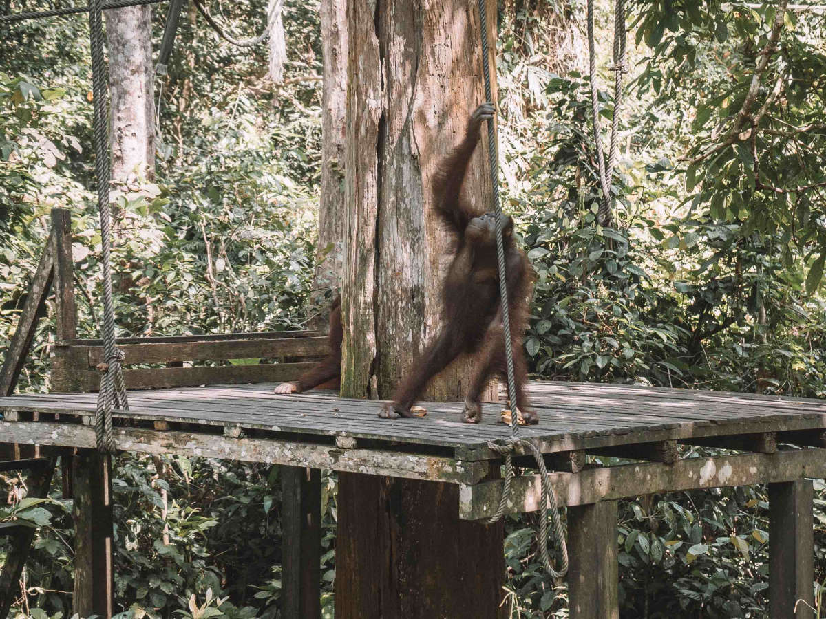 Sepilok Orangutan Rehabilitation Centre