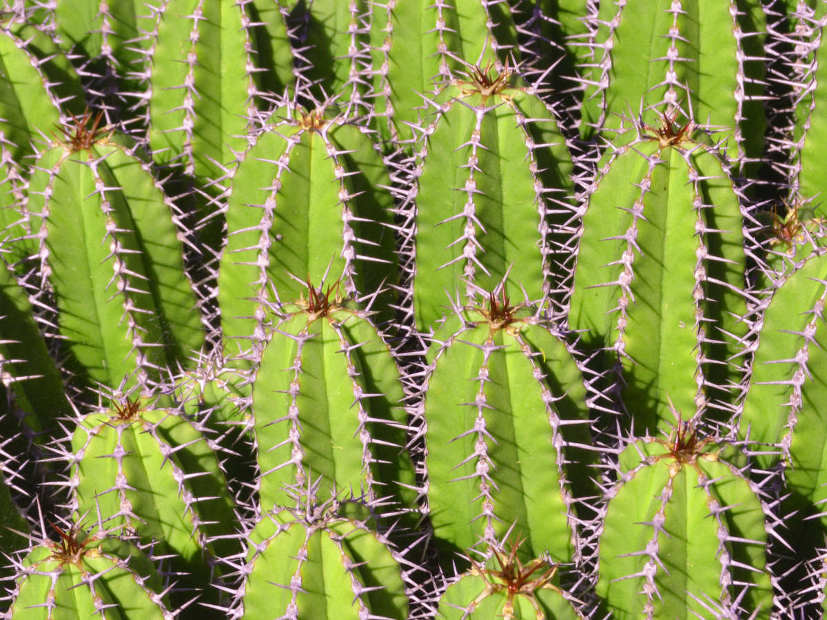 Cactus, Cactus and More Cactus-Lanzarote
