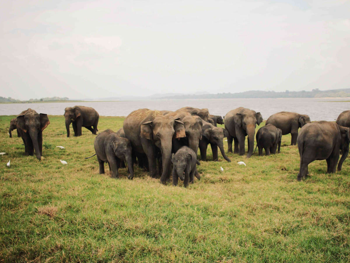 Magical wildlife in Sri Lanka