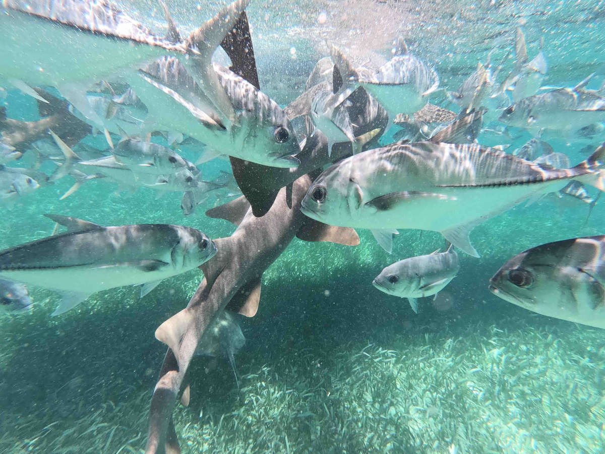 Belize: Ambergris Caye Snorkelling