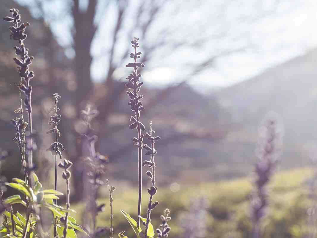 Wild Earth in Central Otago