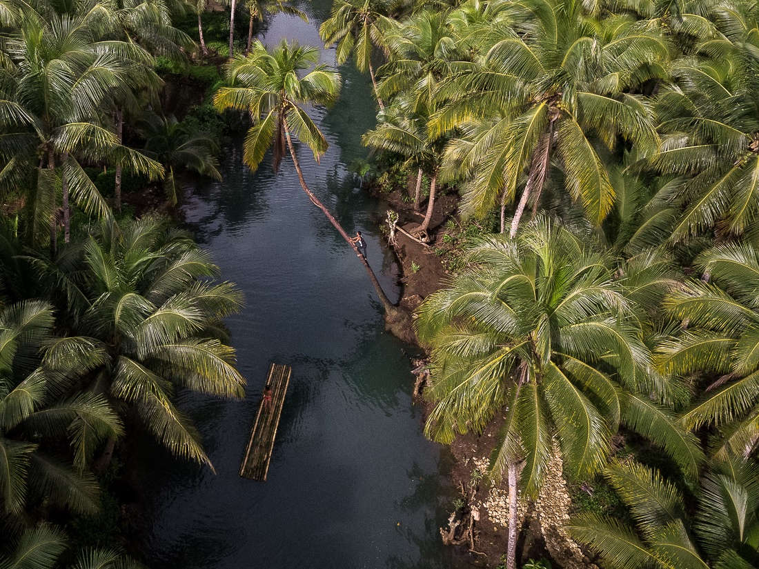 Siargao Swinging Palm Tree