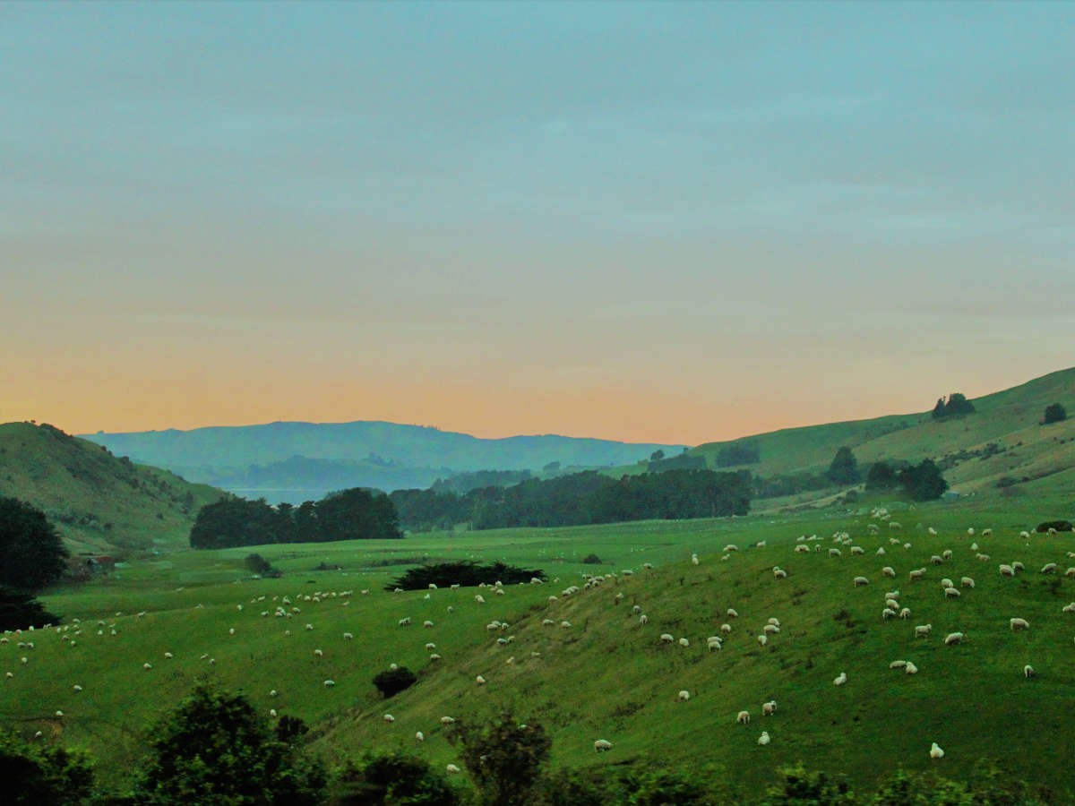 Road Trip Through The Catlins NZ