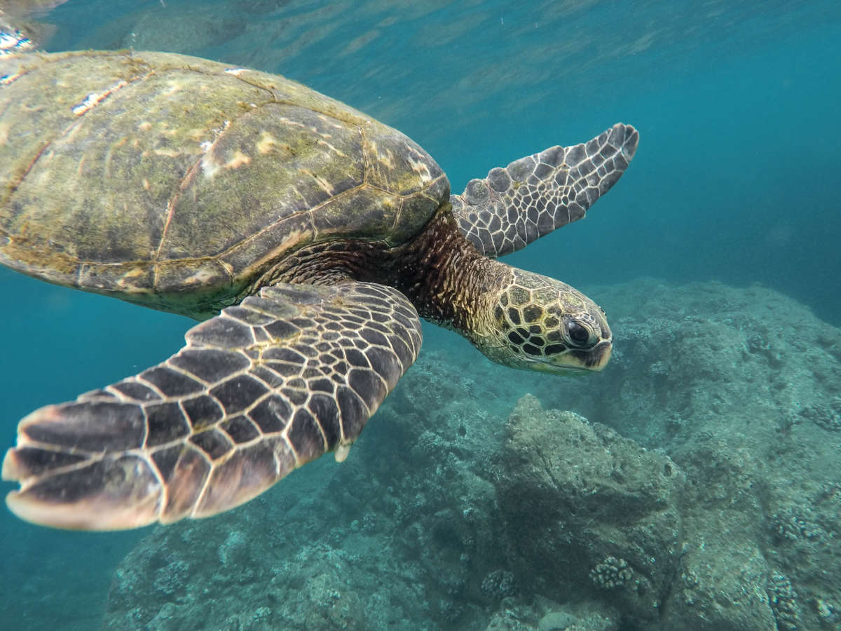 Discovering the Wonders of the Cayman Turtle Centre: A Comprehensive Visitor's Guide