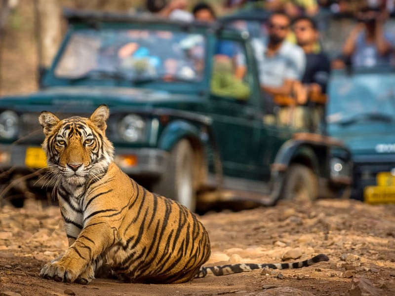 From Majestic Monuments to Royal Tigers: Golden Triangle with Ranthambore Adventure