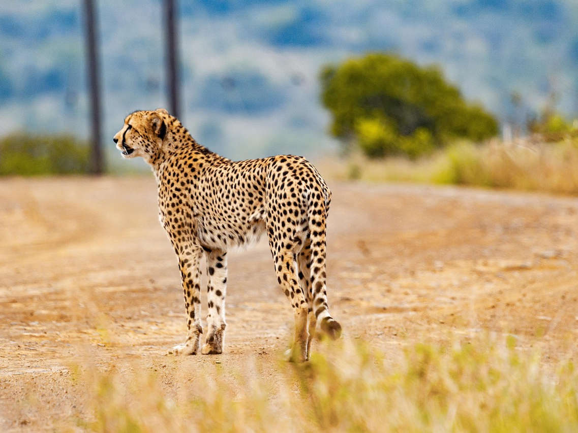 What to Know Before Going on an African Safari