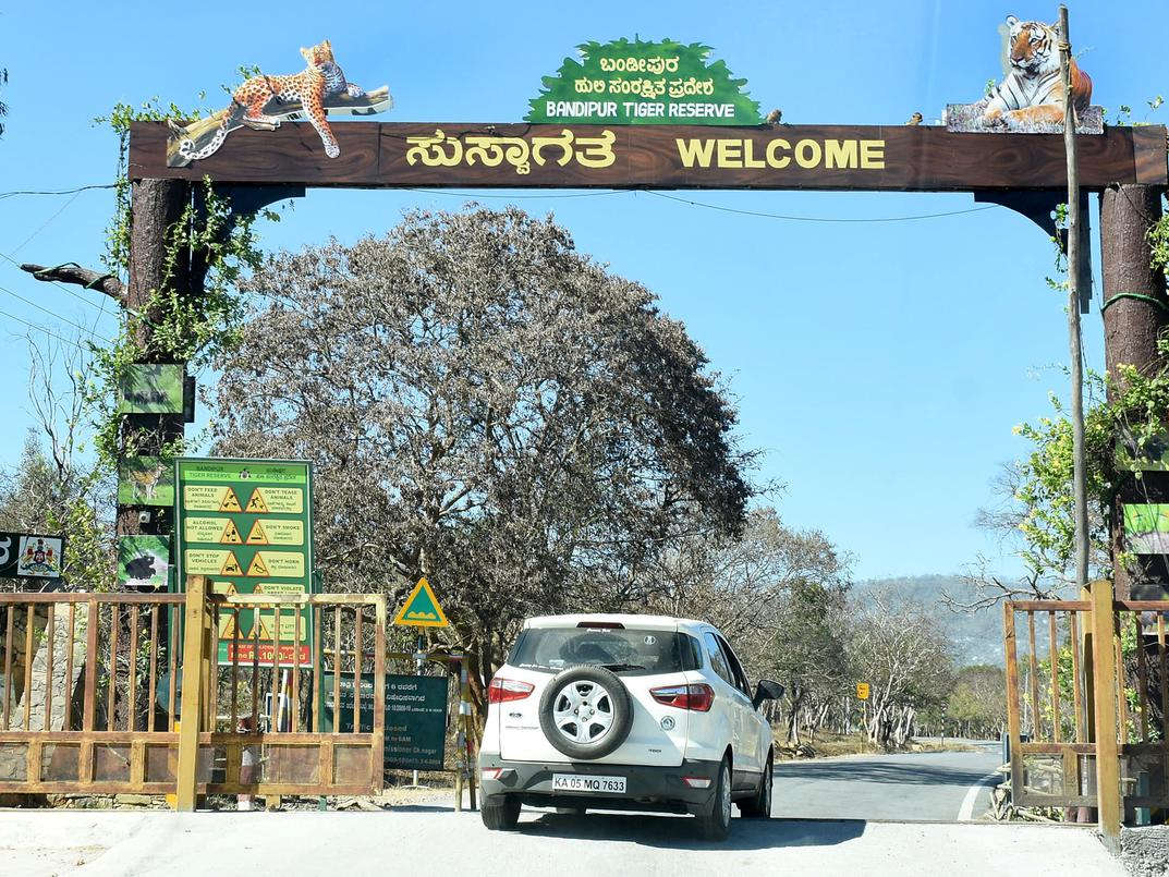 Exploring the Rich Biodiversity of Bandipur National Park
