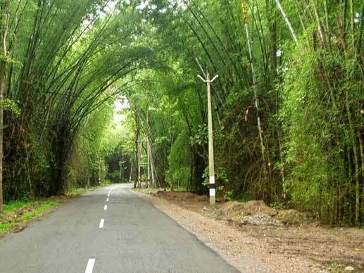 Bangalore to Wayanad: A Perfect Blend of Adventure and Tranquility