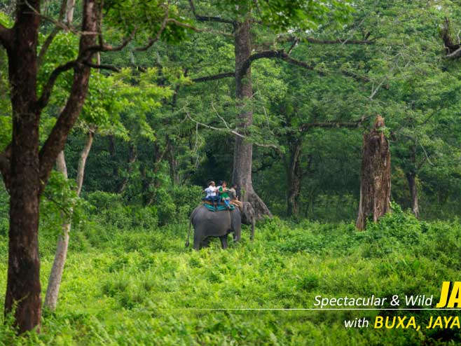 Jaldapara Elephant Safari – Ride Into the Heart of the Jungle