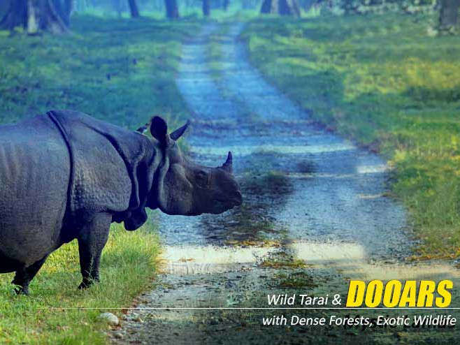 Dooars Package Tour from Kolkata – Discover the Untouched Beauty of North Bengal