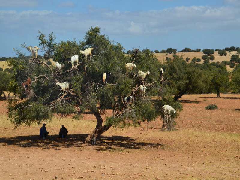 Moroccan Culture: Traditions and Heritage