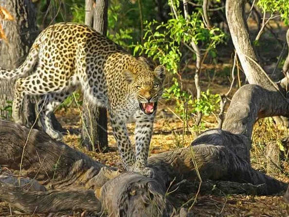 Wild Encounters Await: Discover the Thrill of Amagarh Leopard Safari