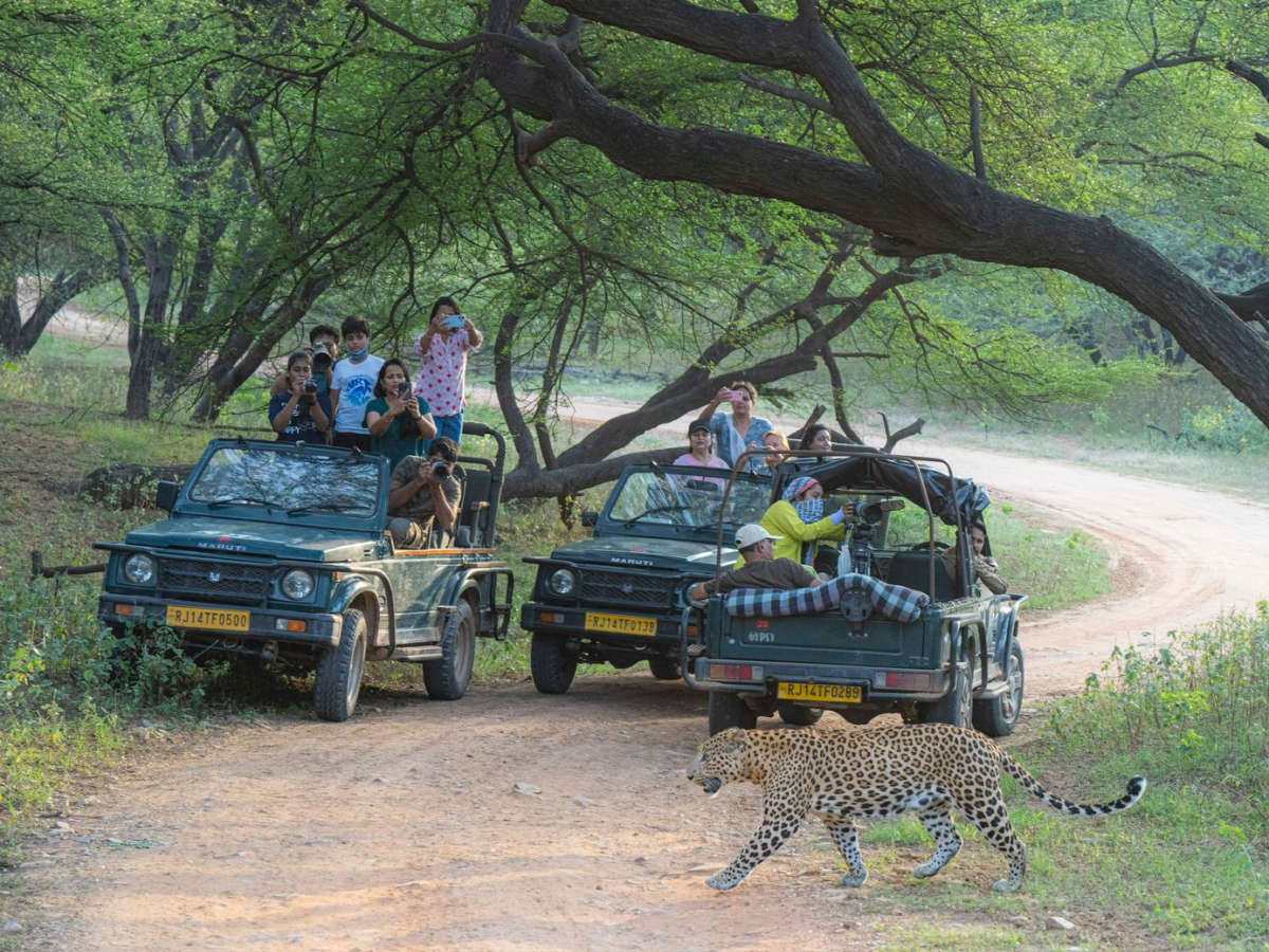 Where Leopards Rule: A Thrilling Safari Adventure in Jhalana